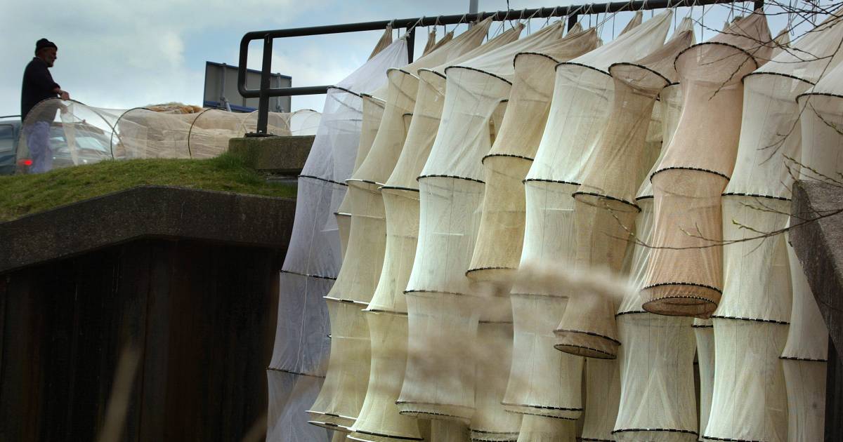 Brussel overweegt totaal vangstverbod paling: ‘Geen tekenen van herstel’