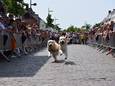 Hondenkoers tijdens kermisweekend in Laarne.