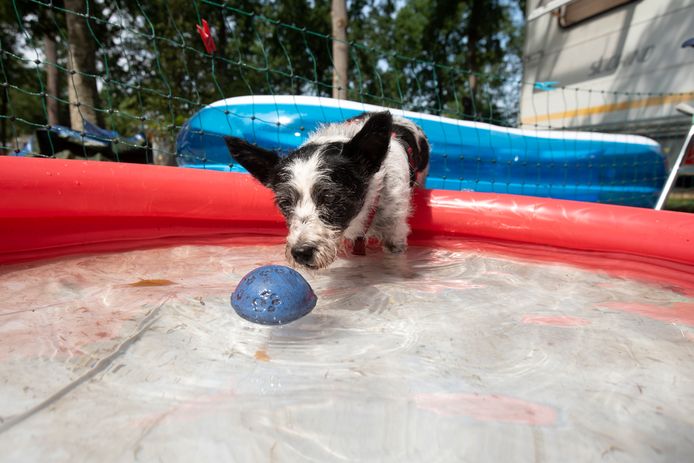 Hondje Shantie neemt een duik op Vakantiedorp De Jutberg in Laag-Soeren.