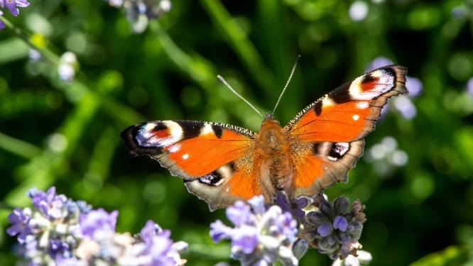 Vrouwelijke vlinders zullen onvruchtbare mannetjes kiezen door klimaatopwarming