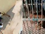 Luipaard gevangen in India nadat het dier brutaal mensen aanvalt