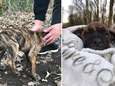 Puppies achtergelaten in vrieskou in Harelbeke: "Breng ze naar asiel in plaats van ze te dumpen"
