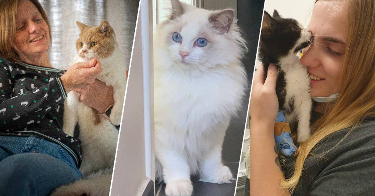 Kattenliefhebbers in de voor middel tegen dodelijk virus: “Het was een Chinees medicijn Millie zien sterven” | Dieren | hln.be