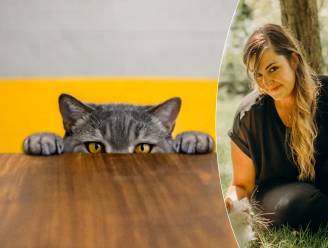 “Een kat heeft 4 tot 6 weken nodig om een nieuwe gewoonte aan te leren”: zo voorkom je dat je kat op tafel springt