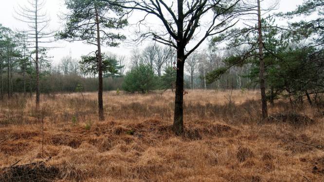 Natuurpunt koopt adellijk domein van 142 hectare groot aan: grootste natuuraankoop in Vlaanderen van 2022