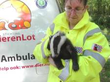 Dassenfamilie Esch van druk spoor naar dassenparadijs in Westelbeers: ‘Kunt ze niet zomaar in een bos gooien’