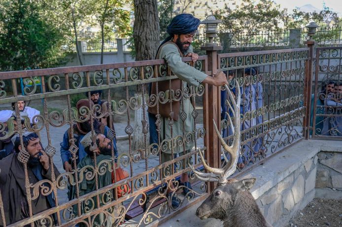 Een talibanstrijder raakt het gewei van een hert aan in de dierentuin van Kaboel.