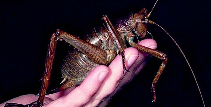 Grootste Insect Drie Keer Zwaarder Dan Muis Nieuws Ad Nl