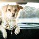 Libelle Legt Uit: kunnen honden en katten wagenziek worden?