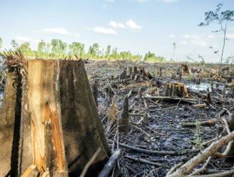 Boze Amerikanen: Nederlandse subsidies voor biomassa maken onze natuur kapot