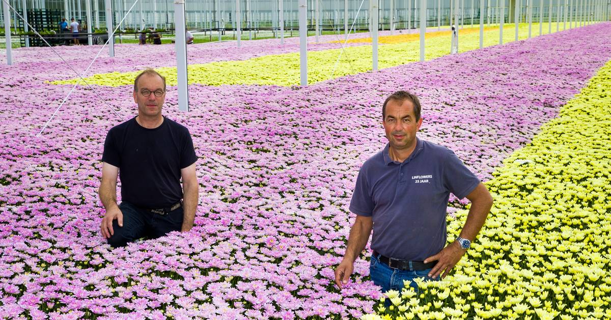 Corona sloeg als een bom in, maar nu is het weer vol gas voor bloemenkwekers - BD.nl