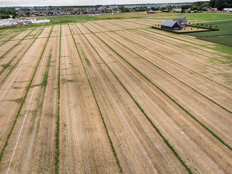 Een veld met uitgedroogd luzerne, gebruikt voor veevoer in het Zeeuwse Kamperland, waar boeren niet konden beregenen.  Beeld Arie Kievit