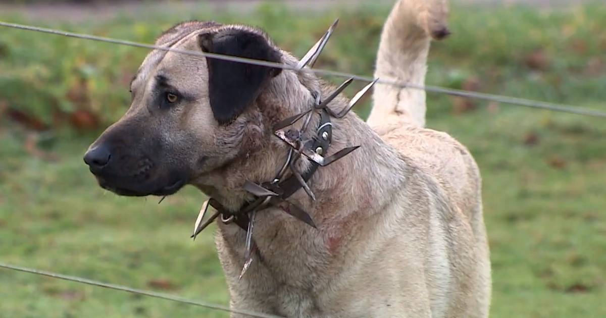 Schapenboer laat honden halsband met stekels dragen als bescherming tegen wolf: “Moet ik schapen laten doodbijten?” | Ranst | hln.be