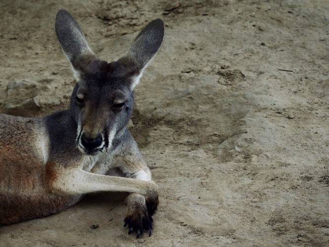 Agressieve kangoeroes met suikerverslaving vallen toeristen aan in Australië