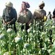Afghaanse opiumboeren dolblij met Chinees ‘wonderzaad’