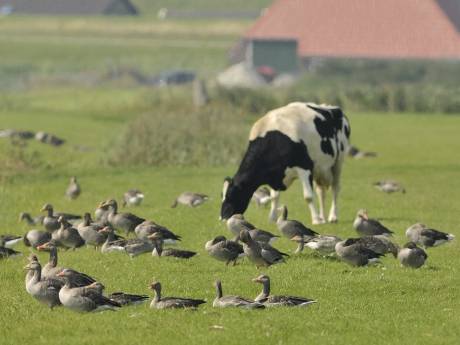 We krijgen steeds meer ganzen en de aangerichte schade voor boeren wordt steeds groter; hoe nu verder? 