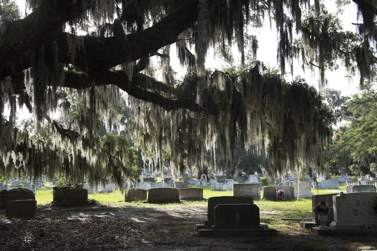 Bonaventure Cemetery, een van de mooiste begraafplaatsen ter wereld, waar het slachtoffer Danny Hansford ook ligt (foto linksonder). LinksForsyth Park, rechtsonder Club One, de gay-nachtclub van de stad. Savannah is altijd de homoplek van het Zuiden geweest. Beeld Els Zweerink