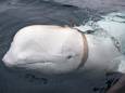 De walvis droeg een gareel waaraan een camera bevestigd kan worden. Op de riemen stond dat het tuig uit Rusland kwam.