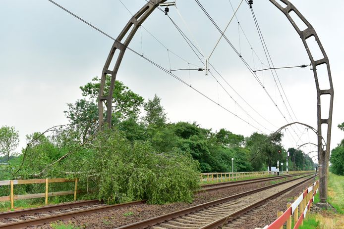 Bomen op het spoor tussen Utrecht en Hilversum, ter hoogte van Maartensdijk.