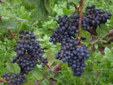 Production record pour le vin belge en 2023: le nombre de viticulteurs augmente