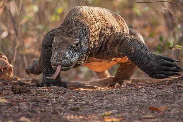 Nature's Biggest Beasts