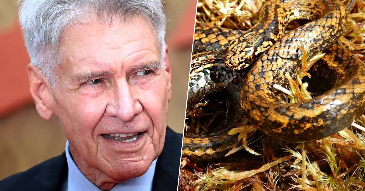 New snake species named after Indiana Jones actor Harrison Ford