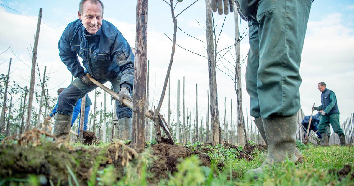 Collega's schieten gedupeerde teler te hulp: 2.500 omgezaagde boompjes vervangen