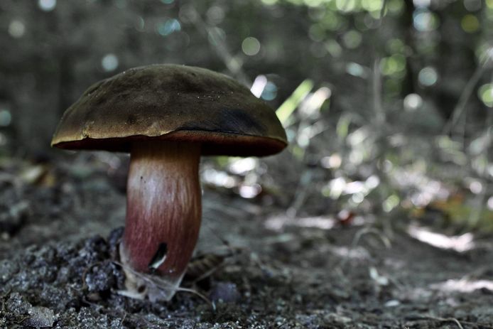 Heksenboleet (Boletus erythropus)