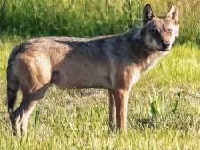 Hobbyfotograaf uit Den Bosch legt wolf vast in natuurgebied de Moerputten
