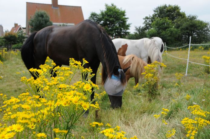 Het Jacobskruiskruid, giftig voor paarden en koeien, bloeit weer. Nog even en het schiet in het zaad.