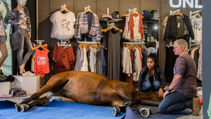 Kilimanjaro Eeuwigdurend Netjes Paard rent kledingwinkel Mijdrecht binnen | Binnenland | bd.nl