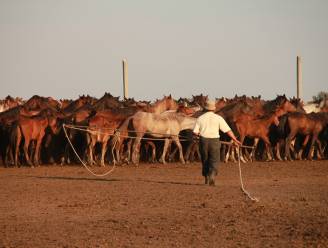 Wetenschappers ontdekken de oorsprong van paarden