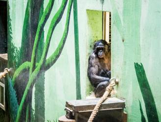 Bonobo Zamba geniet twee uur van vrijheid in Planckendael... tot verzorgers met een banaan zwaaien