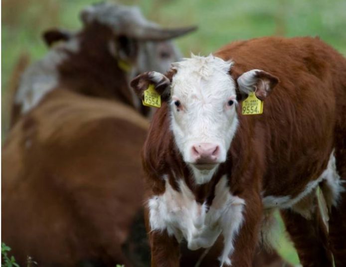 Archieffoto: De Herefordrunderen van rundveehouder Frans de Kok in natuurgebied De Zwaakse Weel bij ’sGravenpolder.