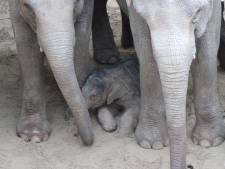 Paashaas brengt dierentuin Emmen een ... olifantenkalfje