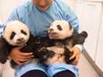 Pairi Daiza zoekt namen voor babypanda’s en iedereen mag meebeslissen