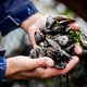 Eerste Zeeuwse mosseloogst op Oosterschelde