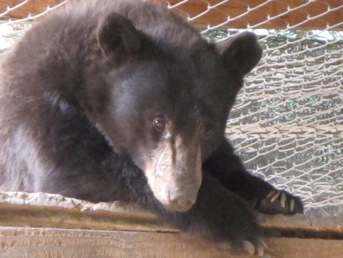 Idaho Black Bear Rehab
