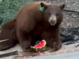Hongerige beer steelt watermeloen uit koelkast in Californië