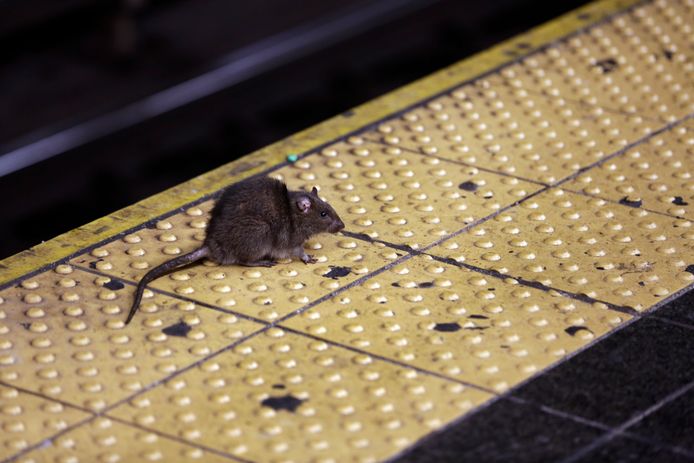 Archiefbeeld. Een rat op een perron van de metro in New York. (27/01/15)