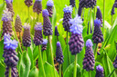'Latifolium': heeft cachet