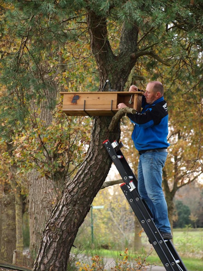 Vrijwilliger van Brabants Landschap plaatst een nestkastje.