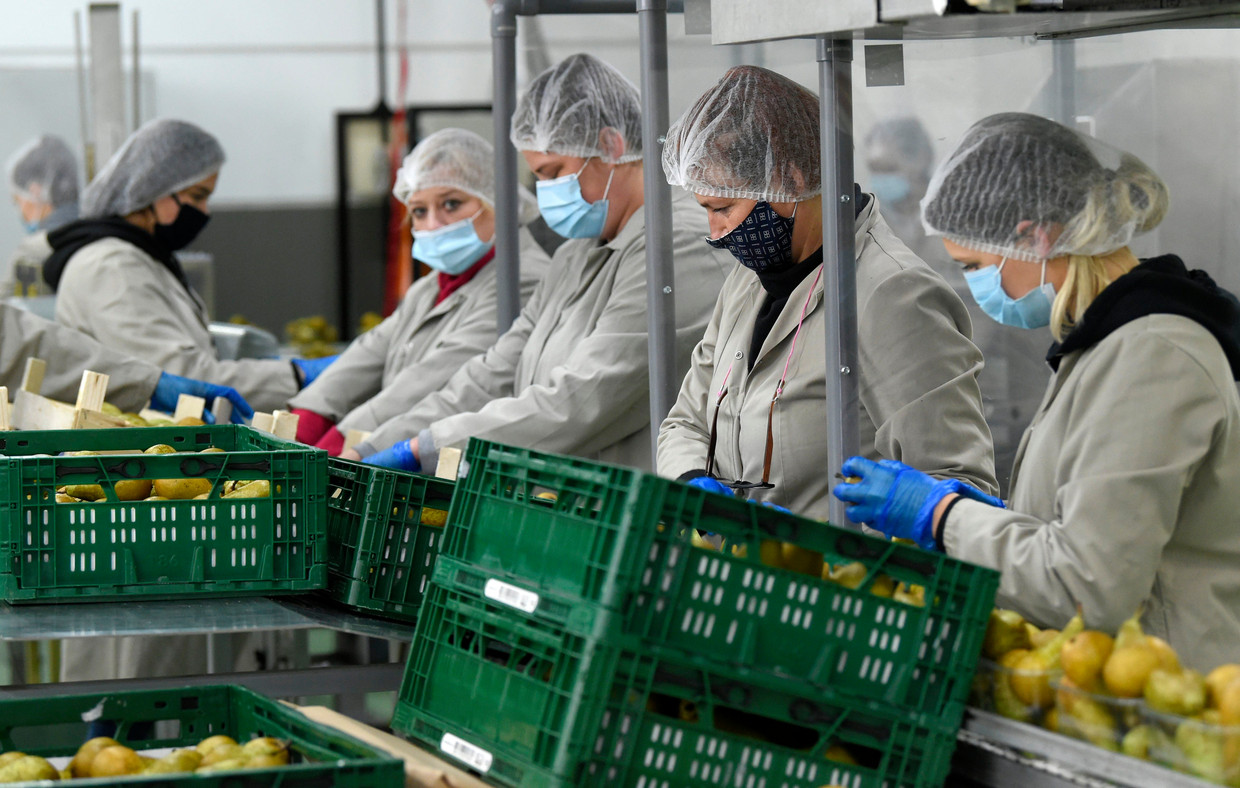 Arbeiders sorteren peren in een fruitplantage in Borgloon. ‘Arbeids­kwaliteit is de sleutel voor wie langer werken mogelijk wil maken. En die wordt bepaald door de organisatie van het werk’, stellen de auteurs.
 Beeld Photo News