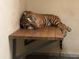 10 verwaarloosde tijgers gered na barre tocht zonder eten in ijzeren kooien 