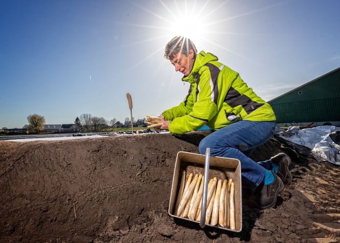 Guusta Noordam van Aspergehof Noordam oogst de eerste asperges van 2020.