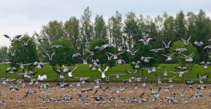 Opvliegende grauwe ganzen kunnen rond Schiphol voor gevaarlijke situaties zorgen.