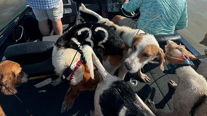 Een deel geredde honden in Grenada Lake in Mississippi.