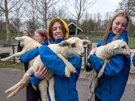 Schapen van Miranda's kinderboerderij aangevallen, maar dan komt Anita: ‘Zo'n lief aanbod’