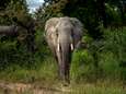 Olifant trapt stroper dood in Kruger National Park