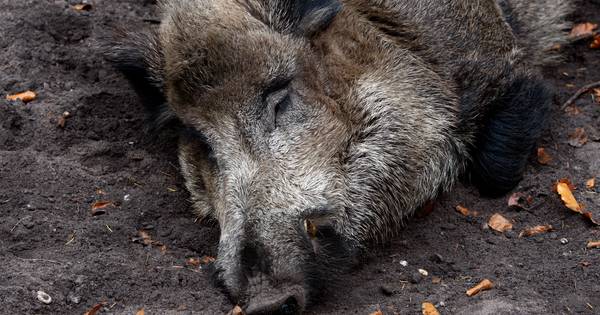 Wilde zwijnen gesignaleerd op Landgoed Wellenseind bij Lage Mierde: 'Wandelaars hoeven zich geen zor
